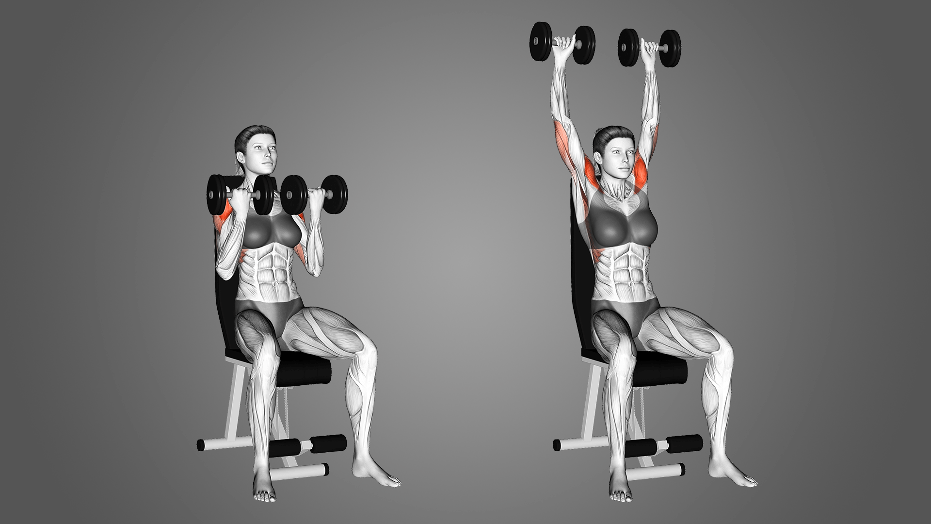 Жим Арнольда: польза, работающие мышцы и многое другое